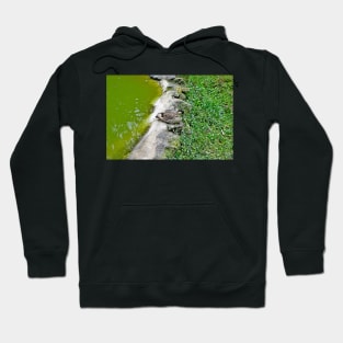 Kula Botanical Gardens Study 28 Hoodie